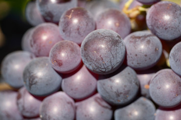 Close-up of bunches of ripe wine grapes on vine.
