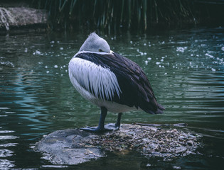 Pelican on rock