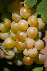 Close-up of bunches of ripe wine grapes on vine.