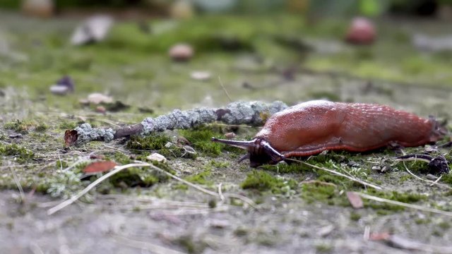 Wet slug crawling slowly, slow motion view