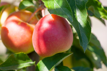 Many apples on the trees mature, close-up