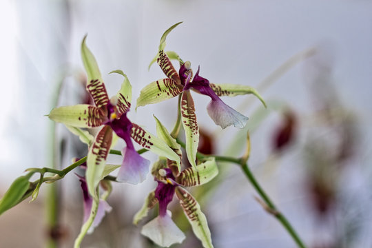 Three Colombian spider orchids, Brassia Orchid.