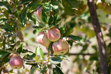 Many apples on the trees mature, close-up