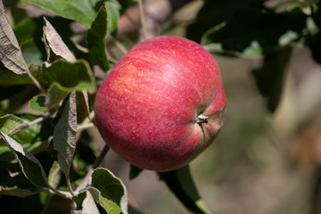 Many apples on the trees mature, close-up