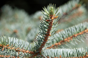 Fir tree brunch close up. Shallow focus. Fluffy fir tree brunch close up. Christmas wallpaper concept.