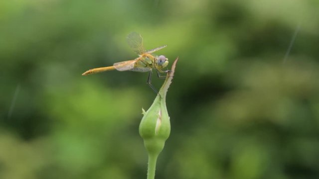 La libellula si &egrave; fermata sopra il bocciolo chiuso della rosa,mentre il vento la f&agrave; ondeggiare