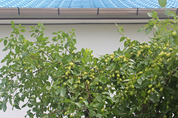 Fototapeta na wymiar 대추나무