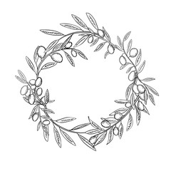 Olive branches with fruits outline wreath. Olea europaea twigs linear botanical sketches.