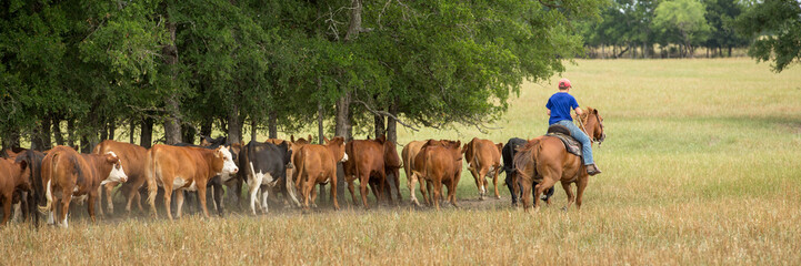 Obraz na płótnie Canvas Moving cattle