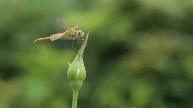La libellula si &egrave; fermata sopra il bocciolo chiuso della rosa,mentre il vento la f&agrave; ondeggiare