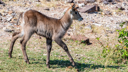 Waterbuck fawn running