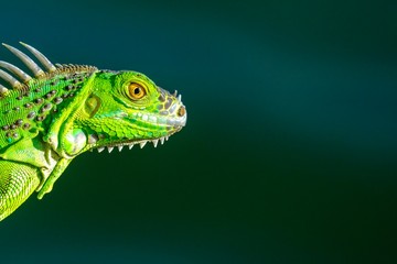 green iguana lizard - obrazy, fototapety, plakaty