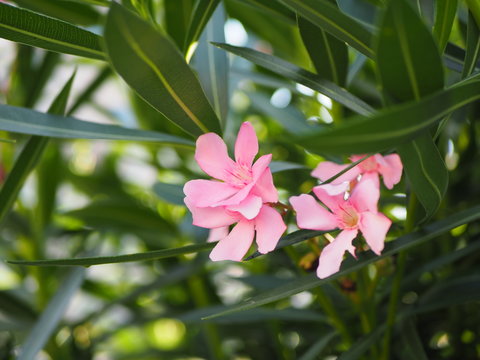 Close up of delicate little pink flowers on green background, real photo