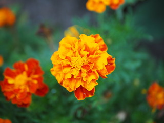 Marigold in organic garden, protect veggies from predators and pests