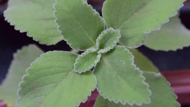 brazilian medicinal plant Boldo (Peumus boldus) green in a pot. In and out of focus effect (revelation concept)