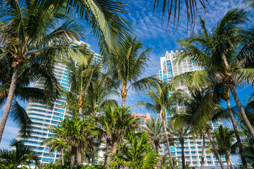 Fototapeta na wymiar Bright tropical scene of city skyline with tall palm trees under blue sky in South Beach, Miami, Florida, USA