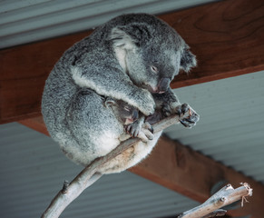 Koala on Branch