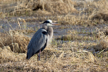 A Great Blue Heron stands patiently by a waterway waiting for a fish