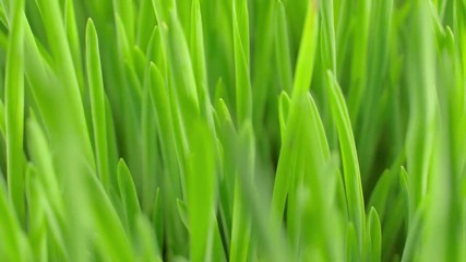 Fresh green spring grass with dew drops closeup