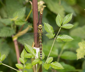 Southern chaser close up