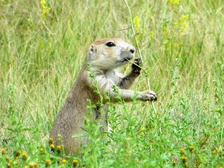prairie dog in grass