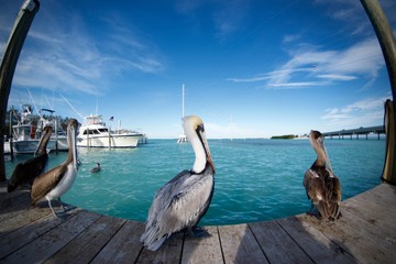 Fototapeta na wymiar Pelicans