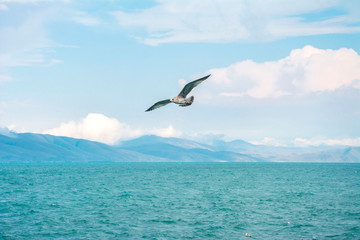 Fototapeta na wymiar albatrosse fliegen über dem See