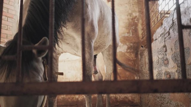 A gray horse is standing in a stall. The large penis of the horse is visible.