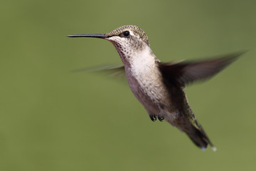 Fototapeta na wymiar A female Ruby-throated Hummingbird hovers in mid-air