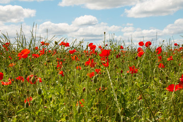 Field of Poppies 2 Fredricksburg TX
