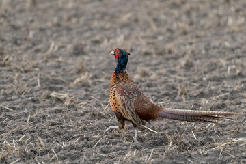 Common pheasant (Phasianus colchicus) on a dry field
