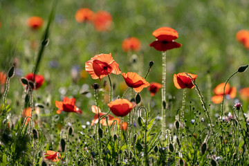 Corn poppy in backlight on a wildflower meadow