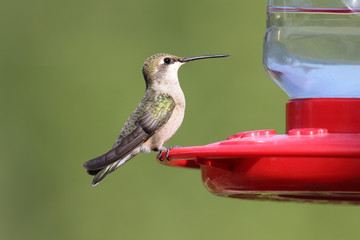 Fototapeta na wymiar A Broad-tailed Hummingbird on a feeder 