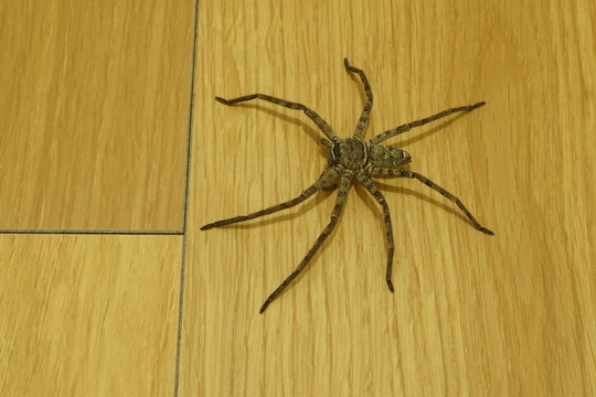 アシダカグモ