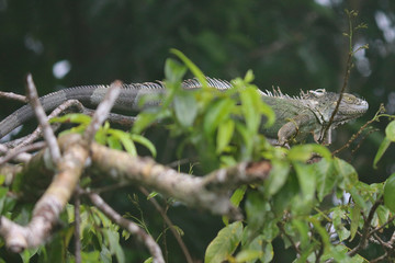 green iguana in wild
