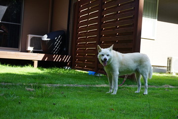 愛犬と家族旅行