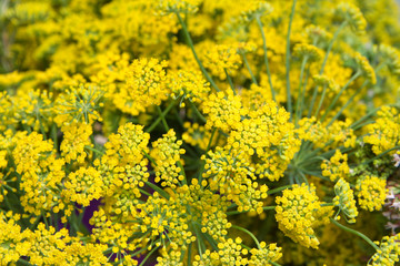 Bouquet of Fern leaf yarrow, sometimes called yellow yarrow. Yarrow flowers are often thought to represent both healing and inspiration.