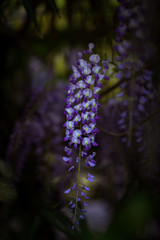 clusters of purple flowers,Wisteria tree