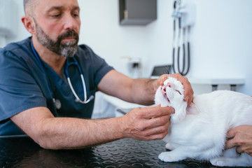 Professional animal cardiologist checking-up a healthy cat with weak set of teeth.