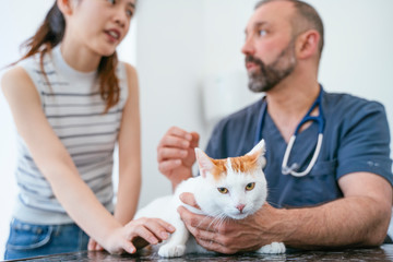Cheerful professional veterinarian male taking care of a healthy cat. Animal lovers lifestyle.