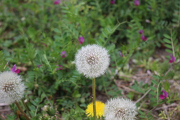 タンポポの綿毛