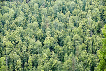 Mixed forest texture for background.