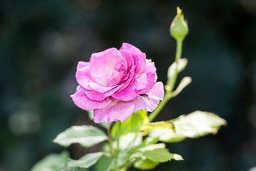Rose flower in the garden
