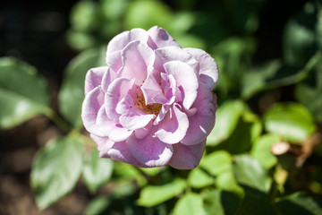 Rose flower in the garden