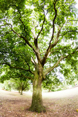 Beautiful green tree in park