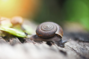 snail in shell crawling on old wood  in the garden summer day close up