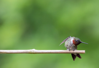 Adorable Ruby-Throated Hummingbird male (Archilochus colubris) perched on bamboo with green background room for text copy