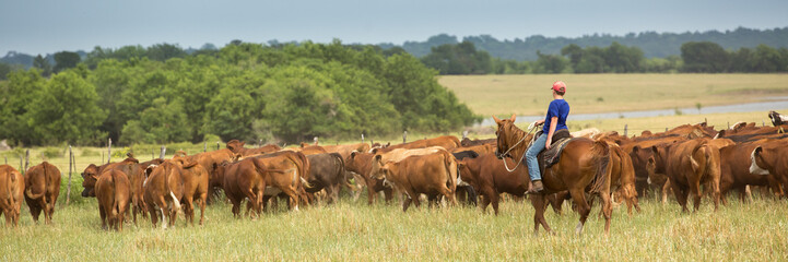 Moving cattle