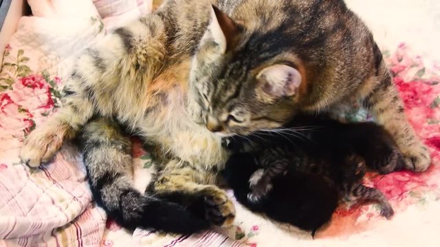 A cat is giving birth to new babies