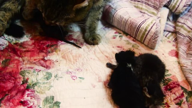 A cat is giving birth to new babies